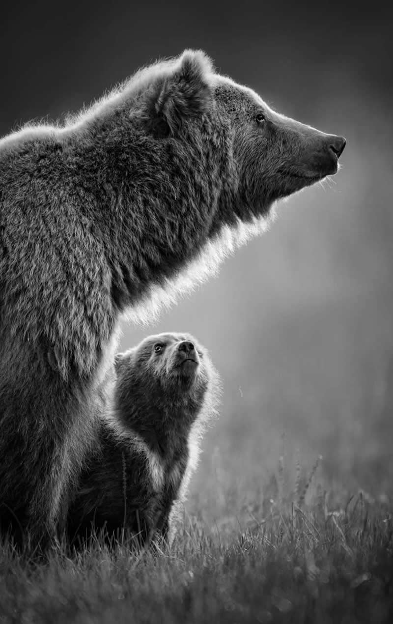 The Wild in Black and White: 40 Award-Winning Wildlife Photos From MonoVisions 2026 57 My Hero! by Preeti and Prashant Chacko, India - MonoVisions Black and White Wildlife Photography Awards 2026 Winners