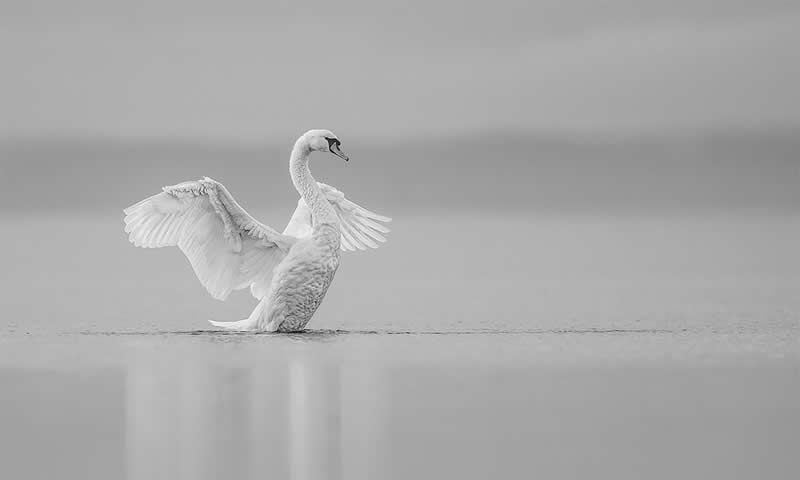 The Wild in Black and White: 40 Award-Winning Wildlife Photos From MonoVisions 2026 58 White Silence by Leszek Hus, Poland - MonoVisions Black and White Wildlife Photography Awards 2026 Winners