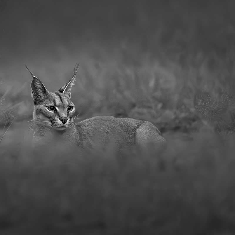 The Wild in Black and White: 40 Award-Winning Wildlife Photos From MonoVisions 2026 59 Bright Eyes by Deborah Russell, United Kingdom - MonoVisions Black and White Wildlife Photography Awards 2026 Winners
