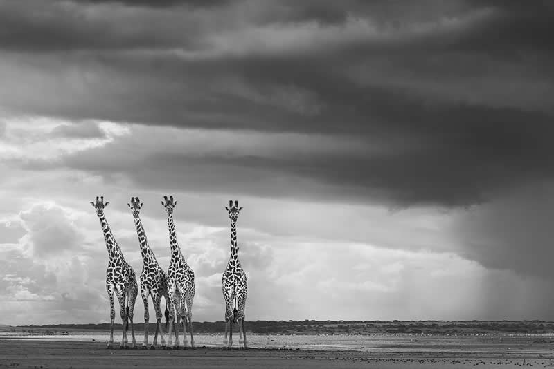 The Wild in Black and White: 40 Award-Winning Wildlife Photos From MonoVisions 2026 60 The Tower by Deborah Russell, United Kingdom - MonoVisions Black and White Wildlife Photography Awards 2026 Winners