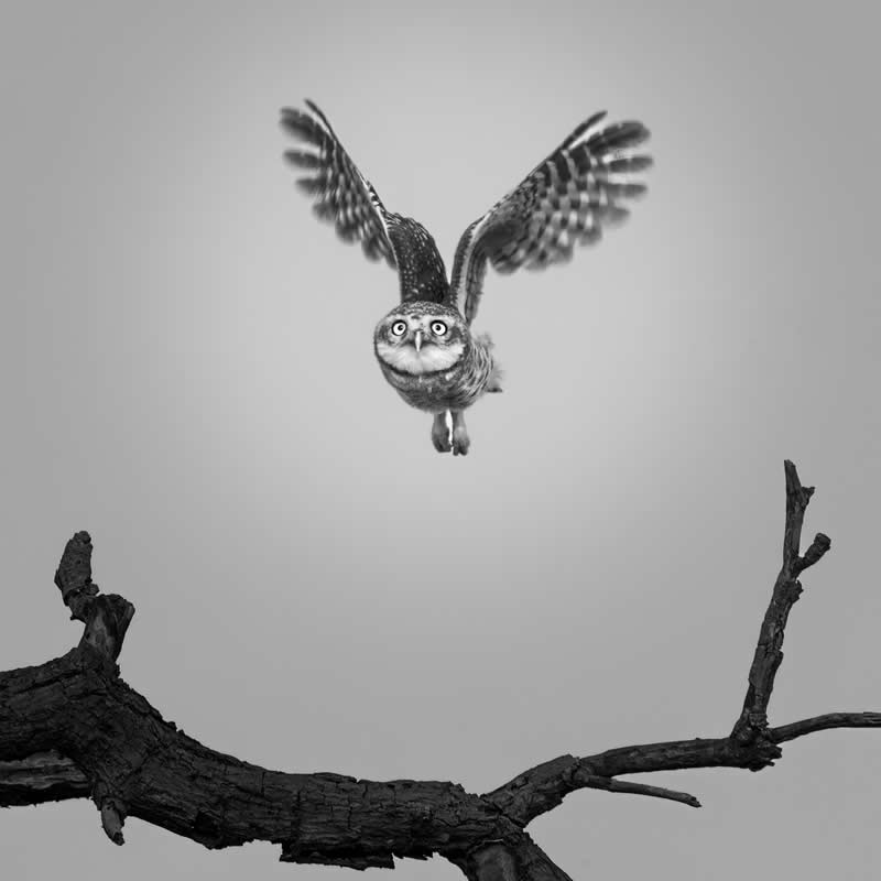 The Wild in Black and White: 40 Award-Winning Wildlife Photos From MonoVisions 2026 61 The Watcher by Deepak Jaybhaye, India - MonoVisions Black and White Wildlife Photography Awards 2026 Winners