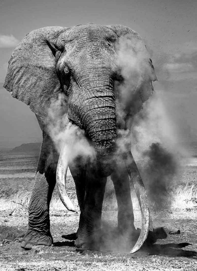 The Wild in Black and White: 40 Award-Winning Wildlife Photos From MonoVisions 2026 62 One Ton by Eric D'Dio, United States - MonoVisions Black and White Wildlife Photography Awards 2026 Winners