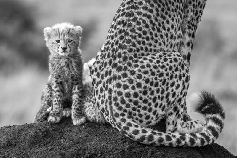 The Wild in Black and White: 40 Award-Winning Wildlife Photos From MonoVisions 2026 63 Curve of a Tail by Laura Dyer, United Kingdom - MonoVisions Black and White Wildlife Photography Awards 2026 Winners