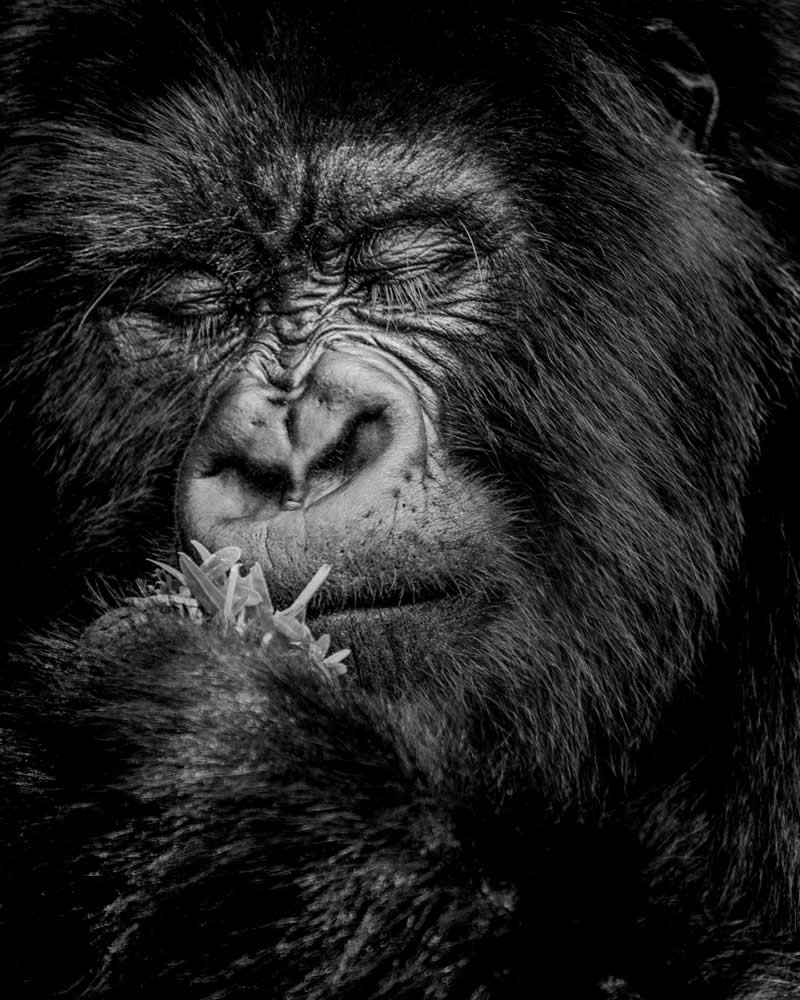 The Wild in Black and White: 40 Award-Winning Wildlife Photos From MonoVisions 2026 64 Calm Before the Chew by Dev Kumar, Malaysia - MonoVisions Black and White Wildlife Photography Awards 2026 Winners