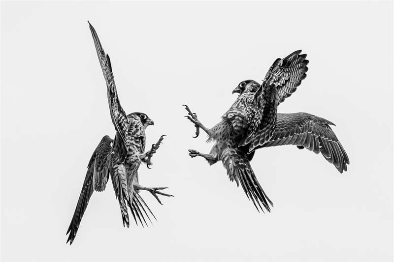 The Wild in Black and White: 40 Award-Winning Wildlife Photos From MonoVisions 2026 65 Apex — Peregrine Falcon by Yang Mo Lee, United States - MonoVisions Black and White Wildlife Photography Awards 2026 Winners