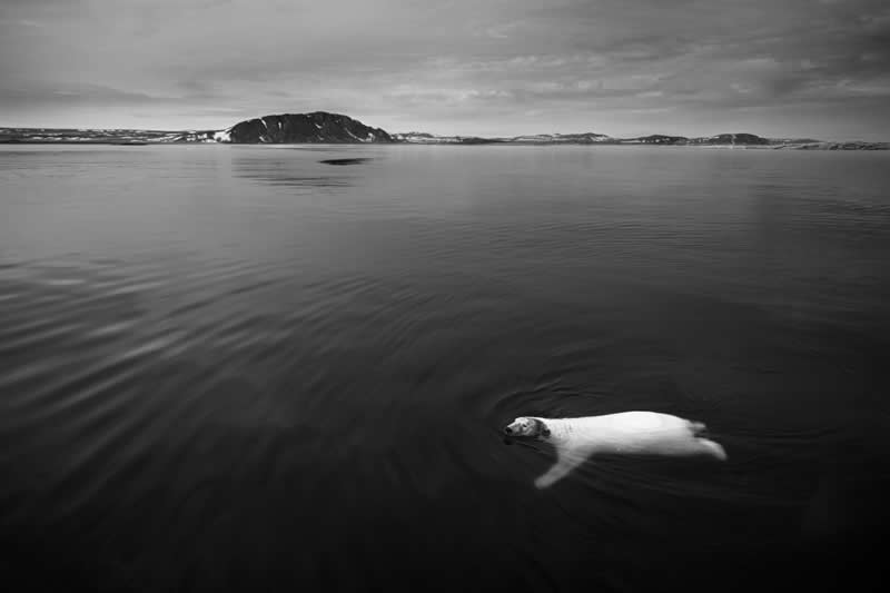 The Wild in Black and White: 40 Award-Winning Wildlife Photos From MonoVisions 2026 66 Curiosity by Srimanth Srinivasan, United States - MonoVisions Black and White Wildlife Photography Awards 2026 Winners