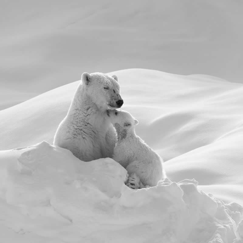 The Wild in Black and White: 40 Award-Winning Wildlife Photos From MonoVisions 2026 67 Accompany by Min Li, Canada - MonoVisions Black and White Wildlife Photography Awards 2026 Winners