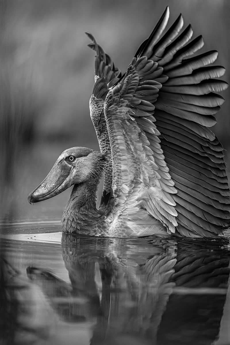 The Wild in Black and White: 40 Award-Winning Wildlife Photos From MonoVisions 2026 68 Half Dinosaur, Half Ballerina by Alexandra Surkova, Spain - MonoVisions Black and White Wildlife Photography Awards 2026 Winners