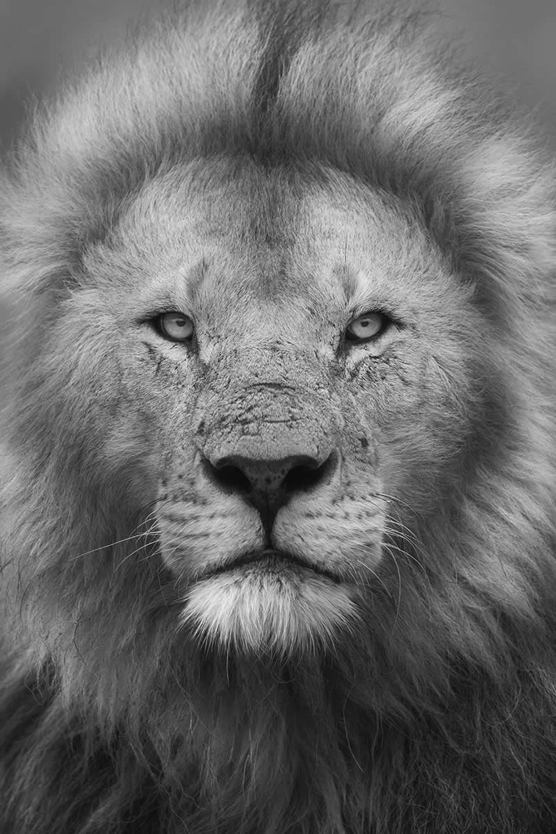 The Wild in Black and White: 40 Award-Winning Wildlife Photos From MonoVisions 2026 69 Imperial by Fabian Meckl, Germany - MonoVisions Black and White Wildlife Photography Awards 2026 Winners