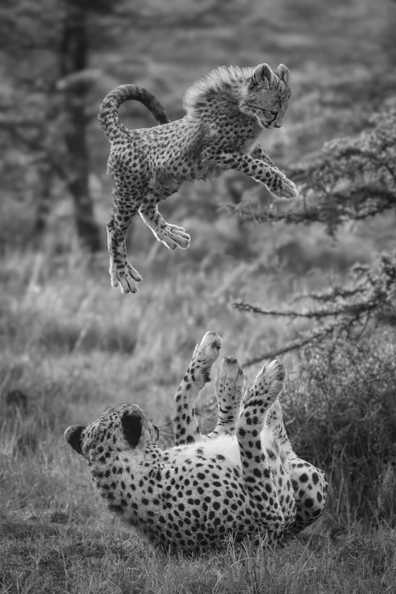 The Wild in Black and White: 40 Award-Winning Wildlife Photos From MonoVisions 2026 70 Catch! by Jim Guerard, United States - MonoVisions Black and White Wildlife Photography Awards 2026 Winners