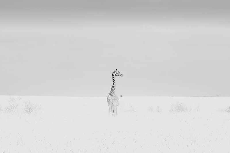 The Wild in Black and White: 40 Award-Winning Wildlife Photos From MonoVisions 2026 71 Solo by Lawrence Yumbya, Kenya - MonoVisions Black and White Wildlife Photography Awards 2026 Winners