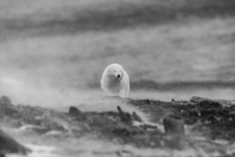The Wild in Black and White: 40 Award-Winning Wildlife Photos From MonoVisions 2026 72 White Arctic Fox in headwind by Jacki Gordon, United Kingdom - MonoVisions Black and White Wildlife Photography Awards 2026 Winners
