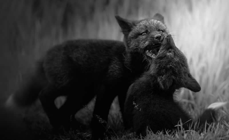 The Wild in Black and White: 40 Award-Winning Wildlife Photos From MonoVisions 2026 73 Cubby Luv by Sarfraz Durrani, United States - MonoVisions Black and White Wildlife Photography Awards 2026 Winners