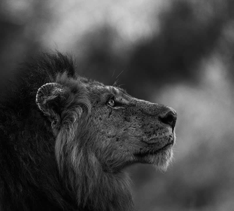 The Wild in Black and White: 40 Award-Winning Wildlife Photos From MonoVisions 2026 74 The Wonderer by Fabian Meckl, Germany - MonoVisions Black and White Wildlife Photography Awards 2026 Winners