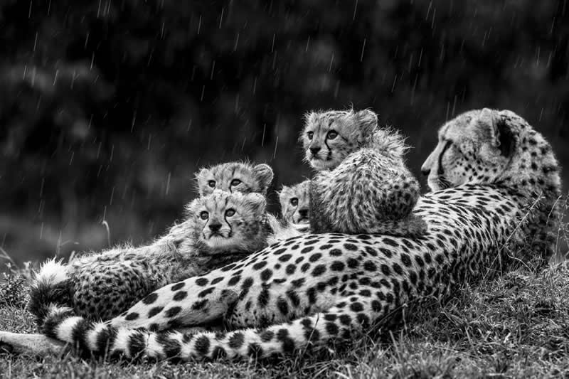 The Wild in Black and White: 40 Award-Winning Wildlife Photos From MonoVisions 2026 75 Eyes raised high by Laura Dyer, United Kingdom - MonoVisions Black and White Wildlife Photography Awards 2026 Winners