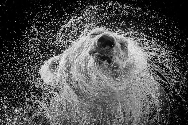 The Wild in Black and White: 40 Award-Winning Wildlife Photos From MonoVisions 2026 76 Shake it Off! by Markus Sladek, Austria - MonoVisions Black and White Wildlife Photography Awards 2026 Winners