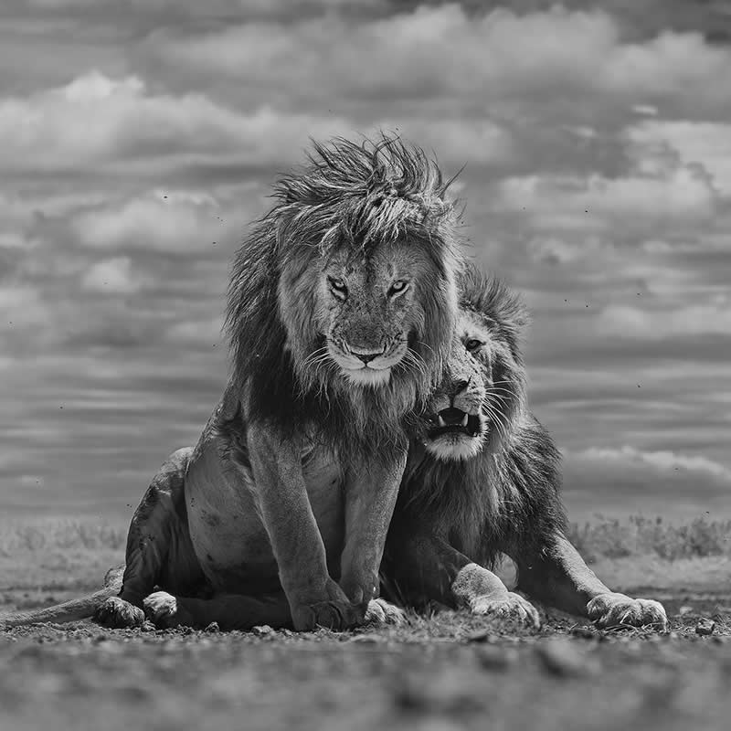 The Wild in Black and White: 40 Award-Winning Wildlife Photos From MonoVisions 2026 77 Your Majesties by Deborah Russell, United Kingdom - MonoVisions Black and White Wildlife Photography Awards 2026 Winners