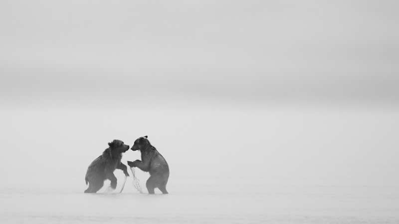 The Wild in Black and White: 40 Award-Winning Wildlife Photos From MonoVisions 2026 78 Misty Rivals by Samir Kamat, United States - MonoVisions Black and White Wildlife Photography Awards 2026 Winners