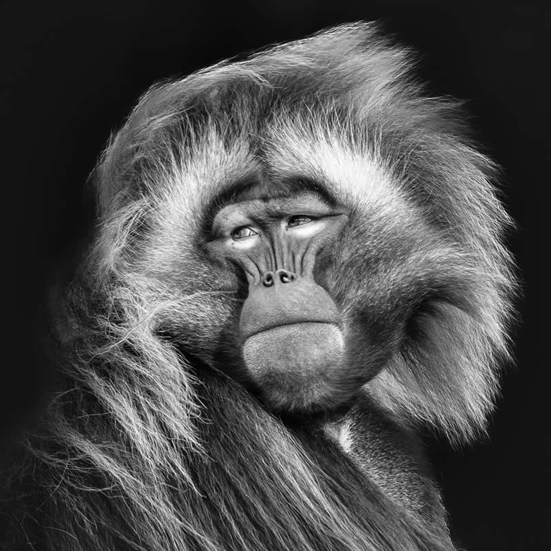The Wild in Black and White: 40 Award-Winning Wildlife Photos From MonoVisions 2026 79 Elder by Cliff Spooner, United Kingdom - MonoVisions Black and White Wildlife Photography Awards 2026 Winners