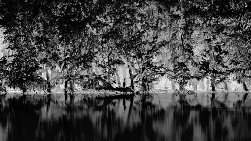 The Wild in Black and White: 40 Award-Winning Wildlife Photos From MonoVisions 2026 80 Forest by Sihang Chen, China - MonoVisions Black and White Wildlife Photography Awards 2026 Winners