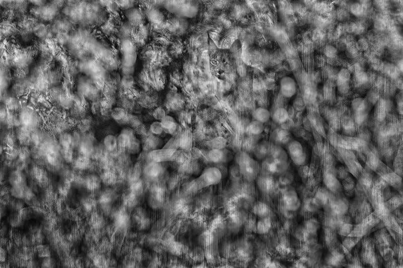 The Wild in Black and White: 40 Award-Winning Wildlife Photos From MonoVisions 2026 81 Hiding by David Oldham, United Kingdom - MonoVisions Black and White Wildlife Photography Awards 2026 Winners