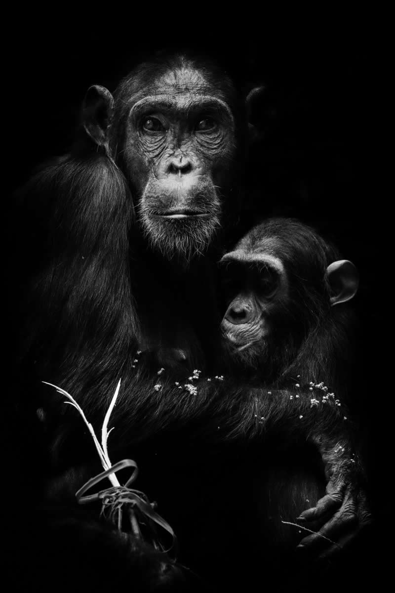 The Wild in Black and White: 40 Award-Winning Wildlife Photos From MonoVisions 2026 82 Quiet Bond by Andrea Rosin, Germany - MonoVisions Black and White Wildlife Photography Awards 2026 Winners