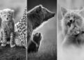 Award-Winning Wildlife Photos From MonoVisions 2026