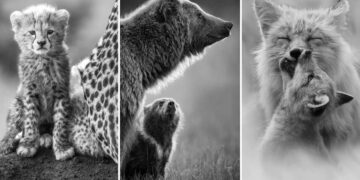 Award-Winning Wildlife Photos From MonoVisions 2026