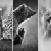 Award-Winning Wildlife Photos From MonoVisions 2026