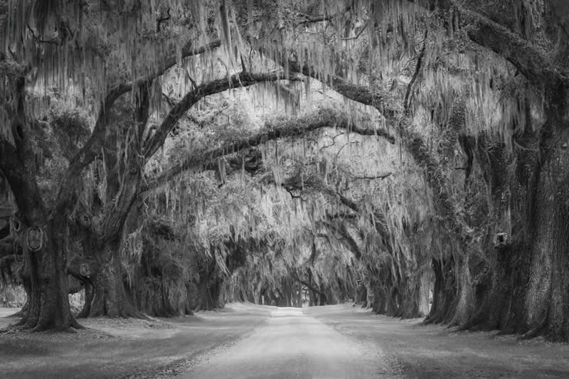 Earth in Elegant Monochrome: 40 Landscape Winners From the MonoVisions Awards 2026 50 Tree Tunnel by Jim Guerard, United States - MonoVisions Black and White Awards Landscape 2026 Winners