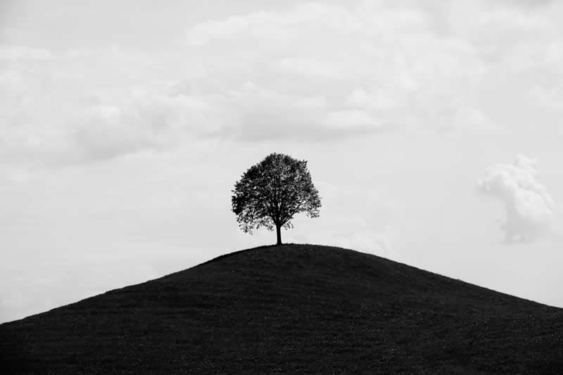 Earth in Elegant Monochrome: 40 Landscape Winners From the MonoVisions Awards 2026 67 Lonesome tree by Thierry Lagnel, Switzerland - MonoVisions Black and White Awards Landscape 2026 Winners