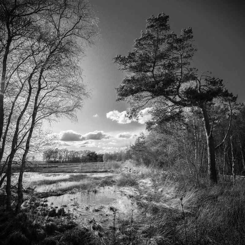 Earth in Elegant Monochrome: 40 Landscape Winners From the MonoVisions Awards 2026 75 Moorland Gnarrenburg Stelling by T. Karl Stelling, Germany - MonoVisions Black and White Awards Landscape 2026 Winners
