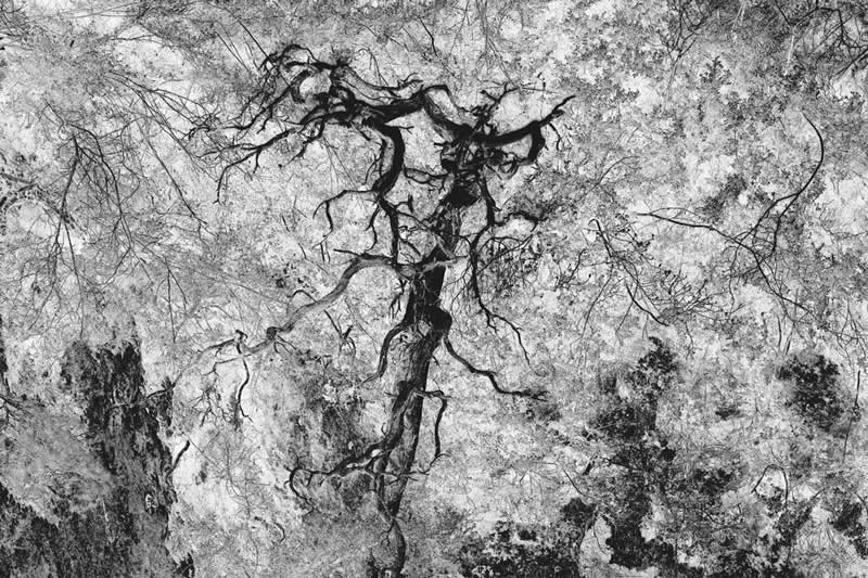 Earth in Elegant Monochrome: 40 Landscape Winners From the MonoVisions Awards 2026 79 Dead tree by Jean-michel Vergès, France - MonoVisions Black and White Awards Landscape 2026 Winners
