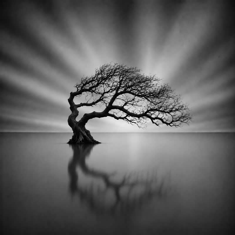 Earth in Elegant Monochrome: 40 Landscape Winners From the MonoVisions Awards 2026 81 Leaning Tree by Richard O'Farrell, Australia - MonoVisions Black and White Awards Landscape 2026 Winners