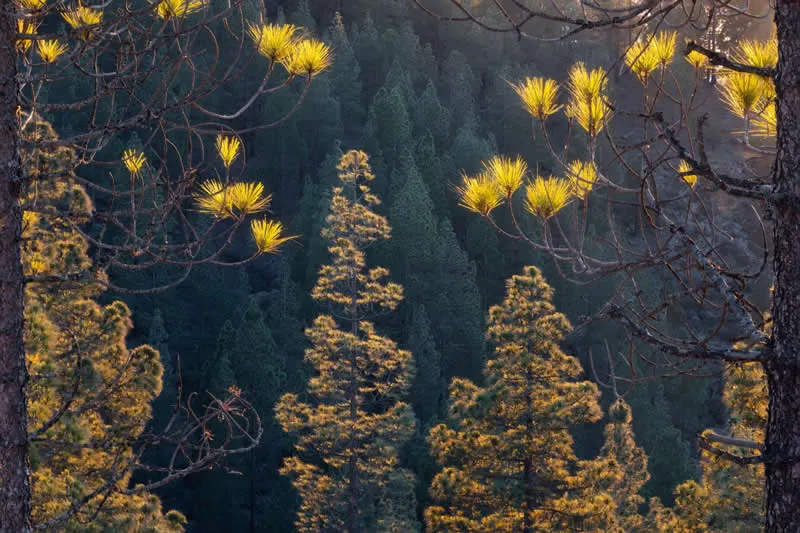 Project - Winner: The Pine Constant by Gabriel Stankiewicz - Natural Landscape Photography Awards 2026 Winners