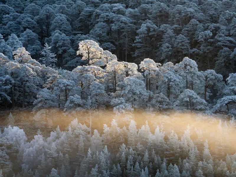 Project - Runner Up: Caledonian Winter by Kenny Muir - Natural Landscape Photography Awards 2026 Winners