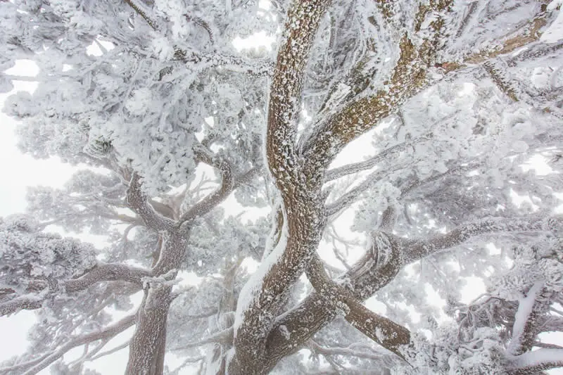 Project - Third Place: The Ancient Guardians by Vincenzo Mazza - Natural Landscape Photography Awards 2026 Winners