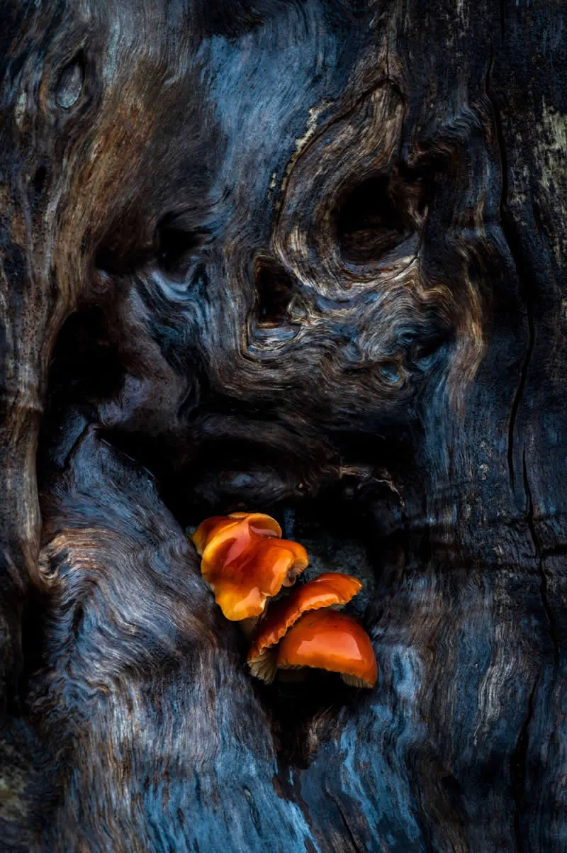 Fungi and Lichens - Winner: Jason Pettit - Natural Landscape Photography Awards 2026 Winners