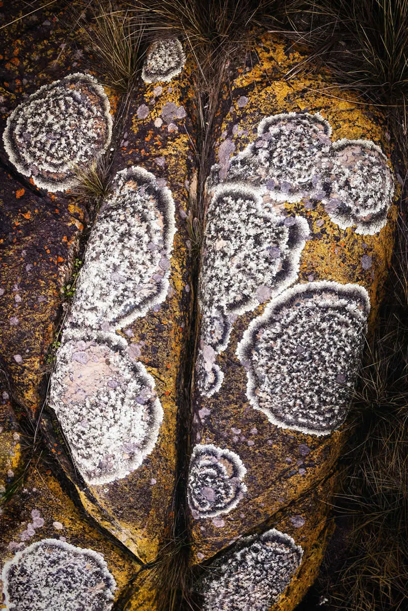 Fungi and Lichens - Runner Up: Andrew Phipps - Natural Landscape Photography Awards 2026 Winners