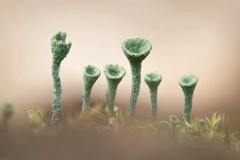 Fungi and Lichens - Runner Up: Andrew Phipps - Natural Landscape Photography Awards 2026 Winners