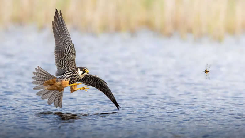 Overall Winner: Hobby chasing a dragonfly by Maksym Breus - Norfolk Wildlife Trust Competition Winners