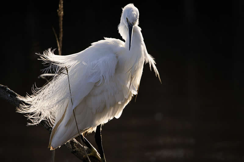 Young Person Prize: Little egret by Tia Pardon - Norfolk Wildlife Trust Competition Winners