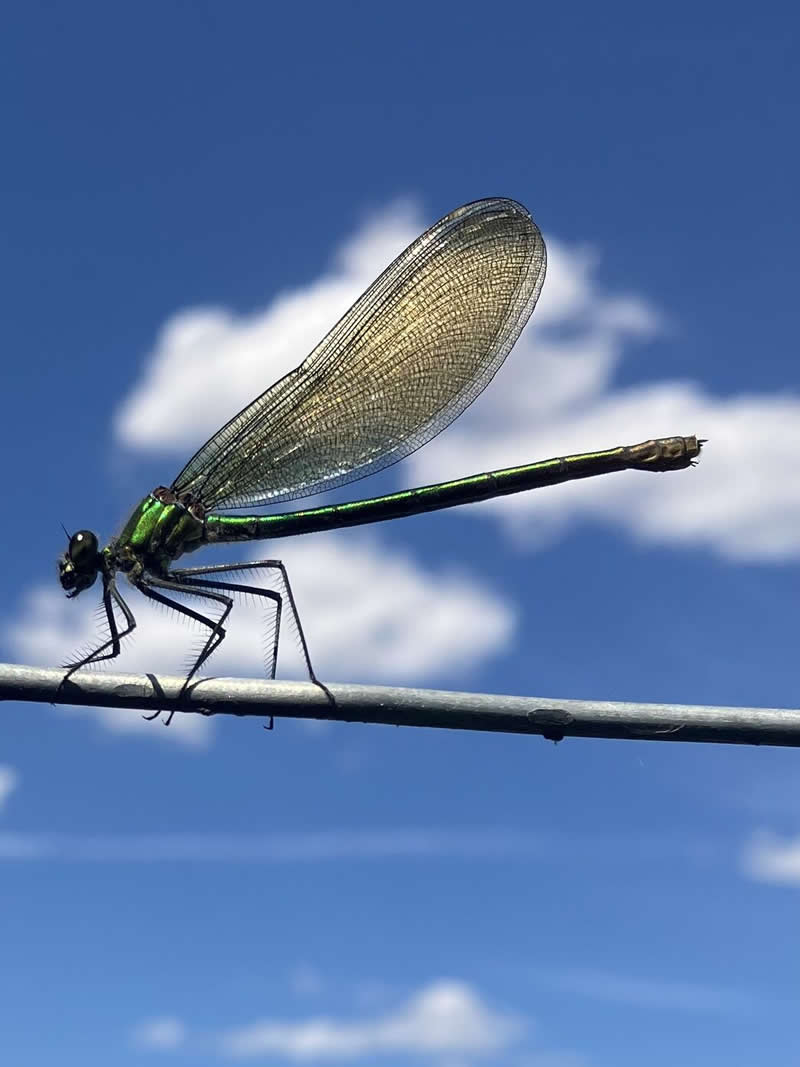 Mobile Phone photography Winner: Demoiselle damselfly by Clifford Wicker - Norfolk Wildlife Trust Competition Winners