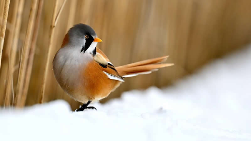 Bearded reedling by David Brooker - Norfolk Wildlife Trust Competition Winners