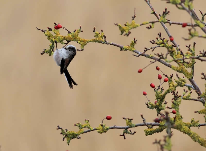Long-tailed tit by Sue Coy - Norfolk Wildlife Trust Competition Winners