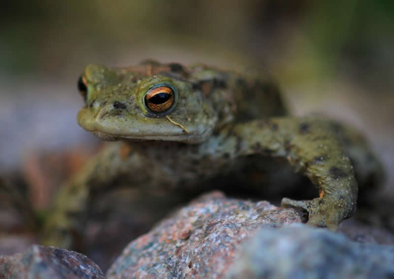 Toad on a rock by Alice Redgrave - Norfolk Wildlife Trust Competition Winners