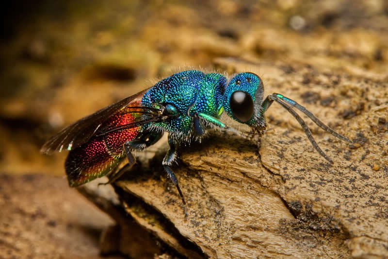 Ruby-tailed wasp by Robert Canham - Norfolk Wildlife Trust Competition Winners