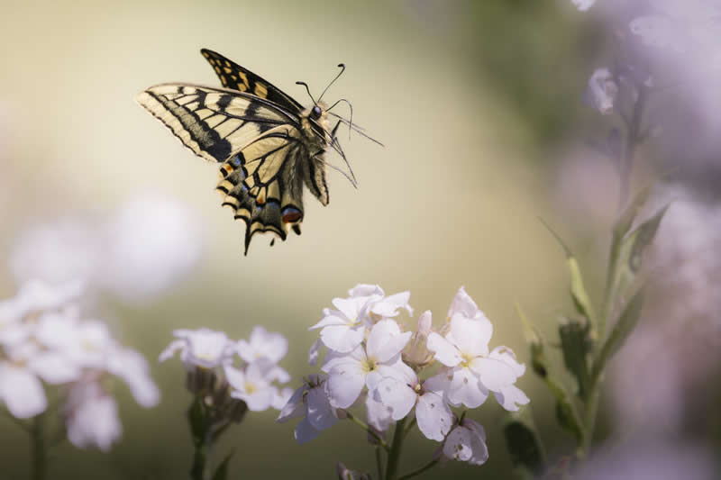 Swallowtail by Carly-Ann Haxby - Norfolk Wildlife Trust Competition Winners