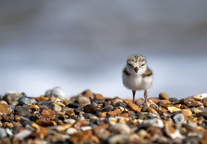 Ringed plover chick by Jon Kelf - Norfolk Wildlife Trust Competition Winners