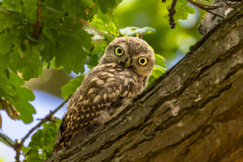 Little owl by Stephen Bornemann - Norfolk Wildlife Trust Competition Winners